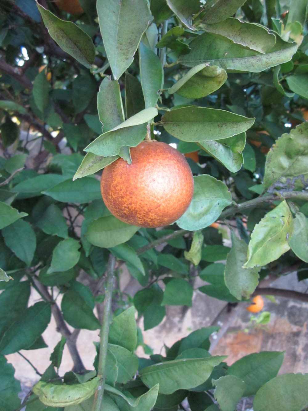              Fruit (Winter Haven, FL)       